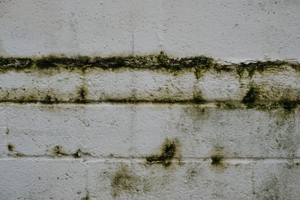 Helle Hauswand mit grünem Algen- und Moosbewuchs entlang einer waagerechten Fuge